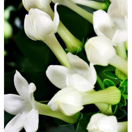 IRIS 15ML