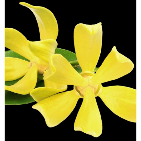 RINASCERE 15ML